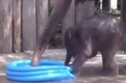 Baby Elephant Plays In Pool