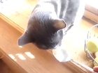 Cat Makes A Weird Sound While Eating
