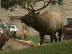 Elk’s eerie love song captivates Yellowstone visitors