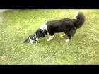 Kitten won't stop bothering dog Funny