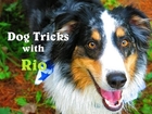 Dog Tricks with Rio