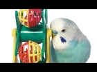 What Are the Best Bird Toys? | Pet Bird