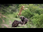 Flying Lion: Buffalo Launches Predator Into The Air