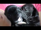 Two black french bulldog puppies (6 weeks old)