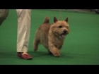 Midland Counties Championship Dog Show 2013 - Terrier group