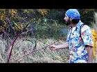 How to Forage for Pokeweed and Mullen | Wilderness Survival Skills