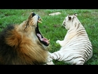 Help Save Tigers & Lions!