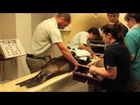 Sea-lion gets a CT Scan