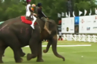 Watch: Elephant Polo Match