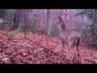 Spike Buck Running Circles! Funny! Deer Hunting