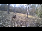 Couple of Bucks coming into the food plot in the evening
