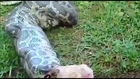 Python Snake Vomiting A Big Dog....