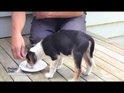 Pet Training Tips - Aggressive Puppy Feeding Basics
