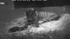 Cameras Capture First Tiger Born at London Zoo in 17 Years