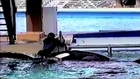 Documental sobre orcas de SeaWorld aleja a una docena de artistas de presentarse en el lugar