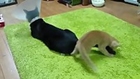 Kitten Won't Stop Playing With Cat Tail