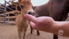 I Can't Believe I Saw That: Teeny Tiny Little Horse