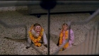 Monkeys Get Married - Comedy Scene - Ahankaar - Mithun Chakraborty