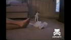Kitten faints because of man's smelly feet... Funny
