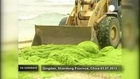 Green algae covers beaches in Qingdao, China - no comment