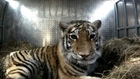Rare Amur Tiger Released Back Into The Wild