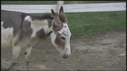 Bear chases donkeys down street in Hollis, New Hampshire