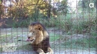 Lion Roaring! HD - Big Cat Rescue, Tampa FL
